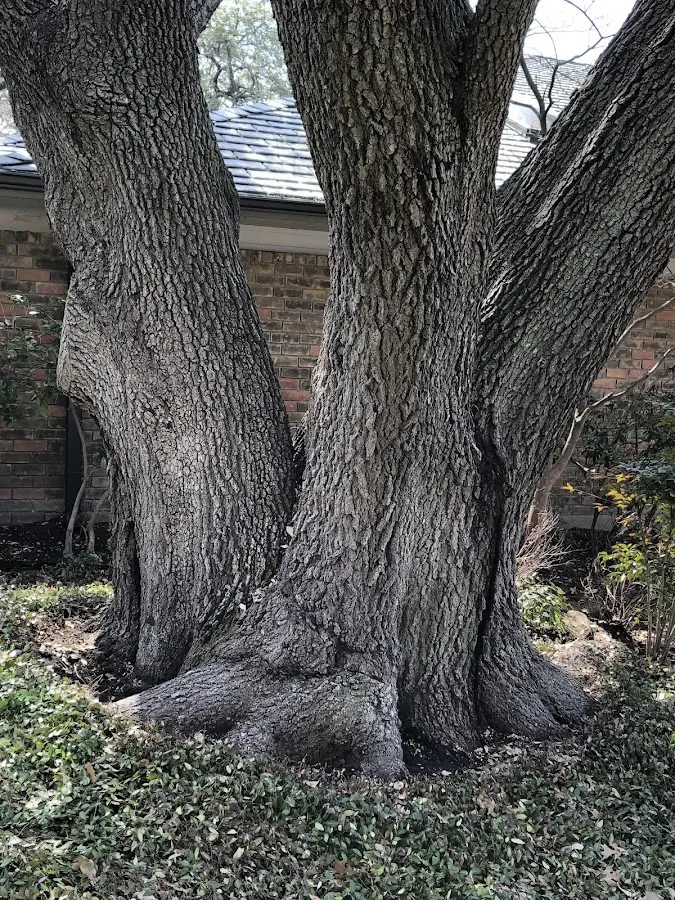 Mature heritage tree close to a Creede property cared for by certified arborists